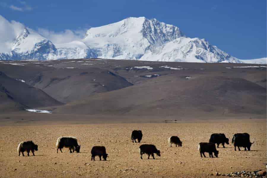 La facilitación indirecta afecta el funcionamiento del ecosistema en una pradera alpina