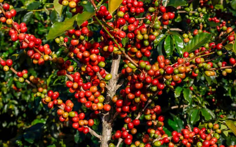 Una nueva evaluación de las especies de Coffea de Madagascar muestra qué rasgos reflejan la señal filogenética