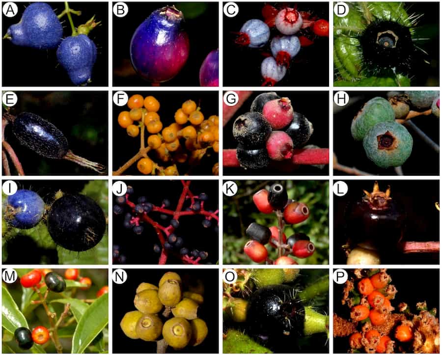 Como clado clave, las especies de Miconia albergan una gran variedad de frugívoros.