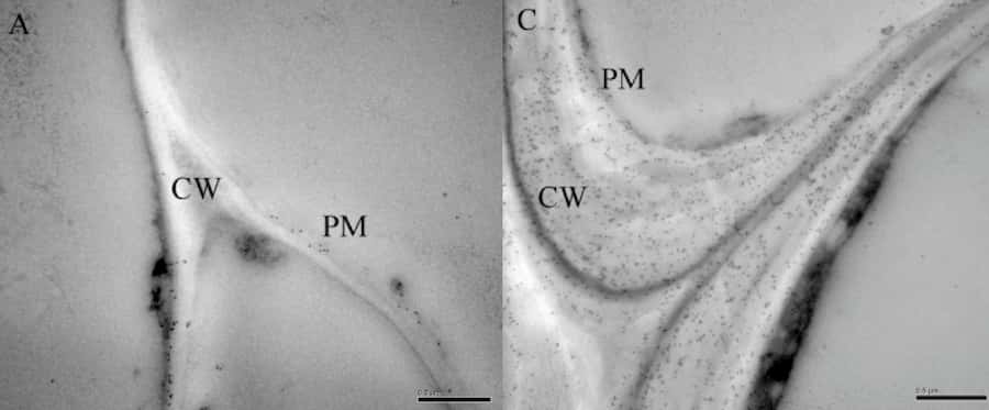 Micrografía que muestra secciones transversales de hojas