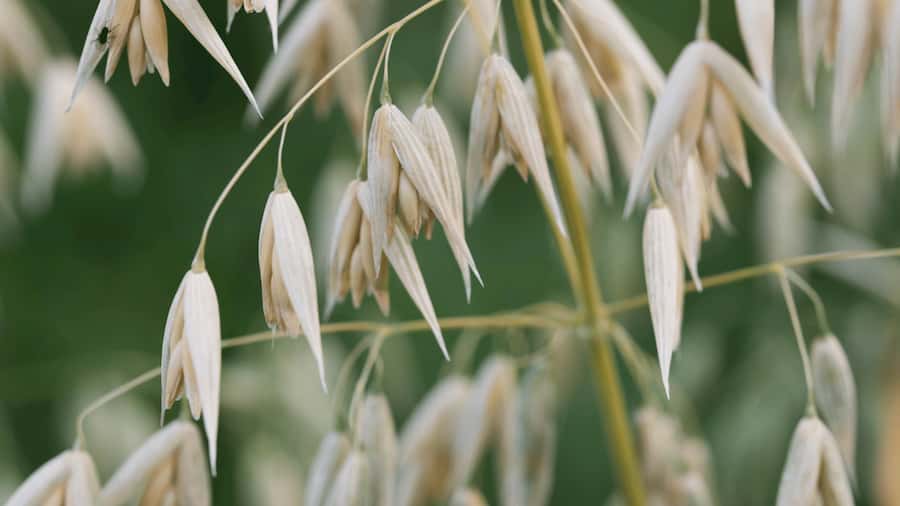 La luz del sol hace que la avena sea más saludable