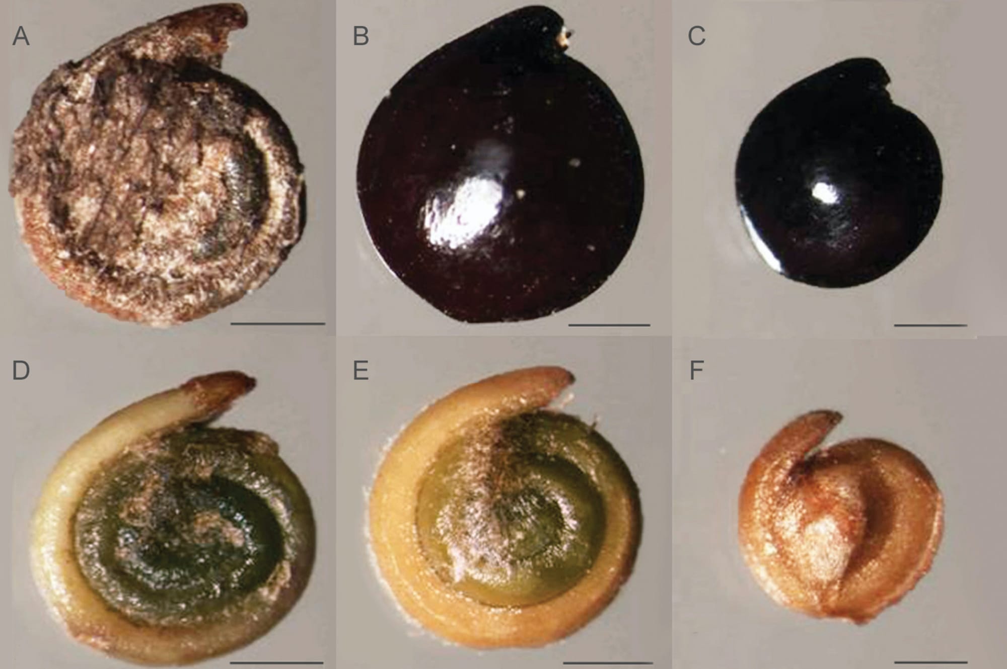 L'hétéromorphisme des graines, un trait adaptatif des espèces végétales du désert