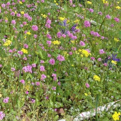 Se battre pour les ressources - un forb indigène exclut de manière compétitive une espèce introduite étroitement apparentée