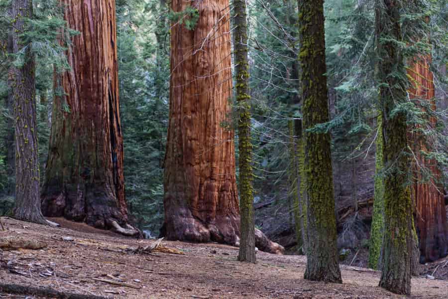 Flowering plants spelled the end of gymnosperm dominance