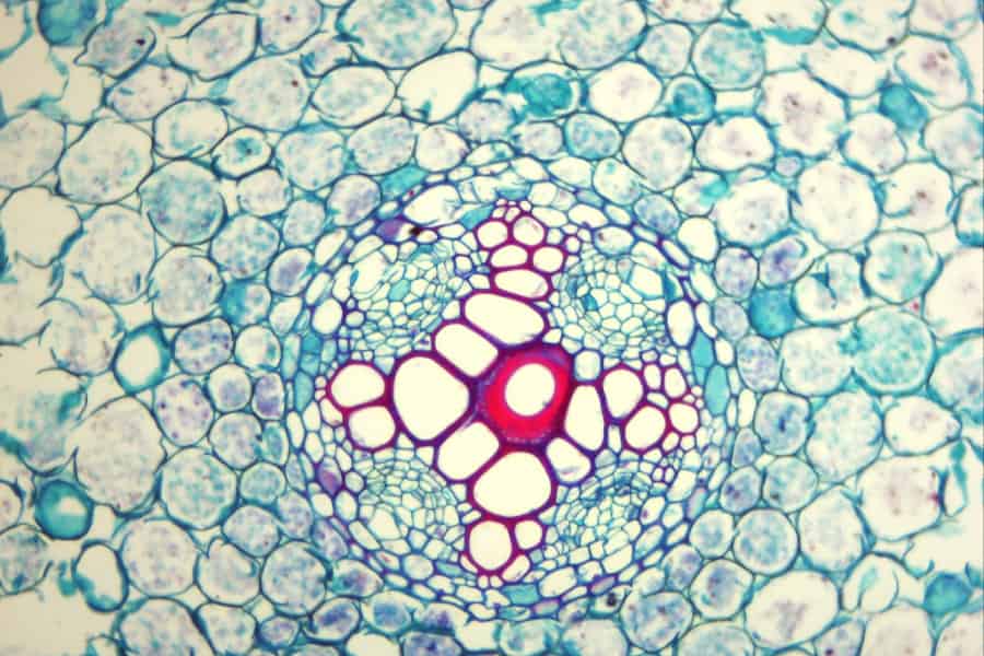 Woodiness solo indirectamente responsable de la resistencia a la embolia en Arabidopsis