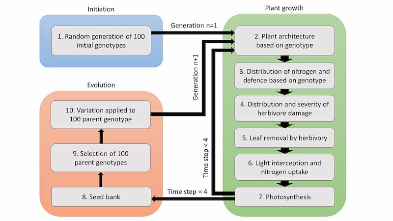 Sous pression : Comment les plantes trouvent-elles un équilibre entre croissance et défense ?