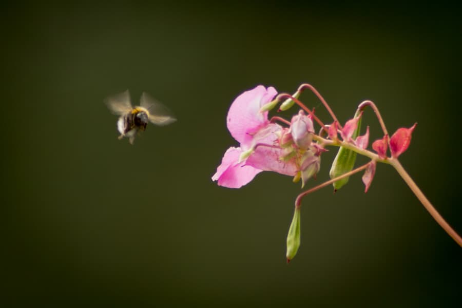 La diversidad de cultivos y el hábitat seminatural son una gran ayuda para los rendimientos y los polinizadores