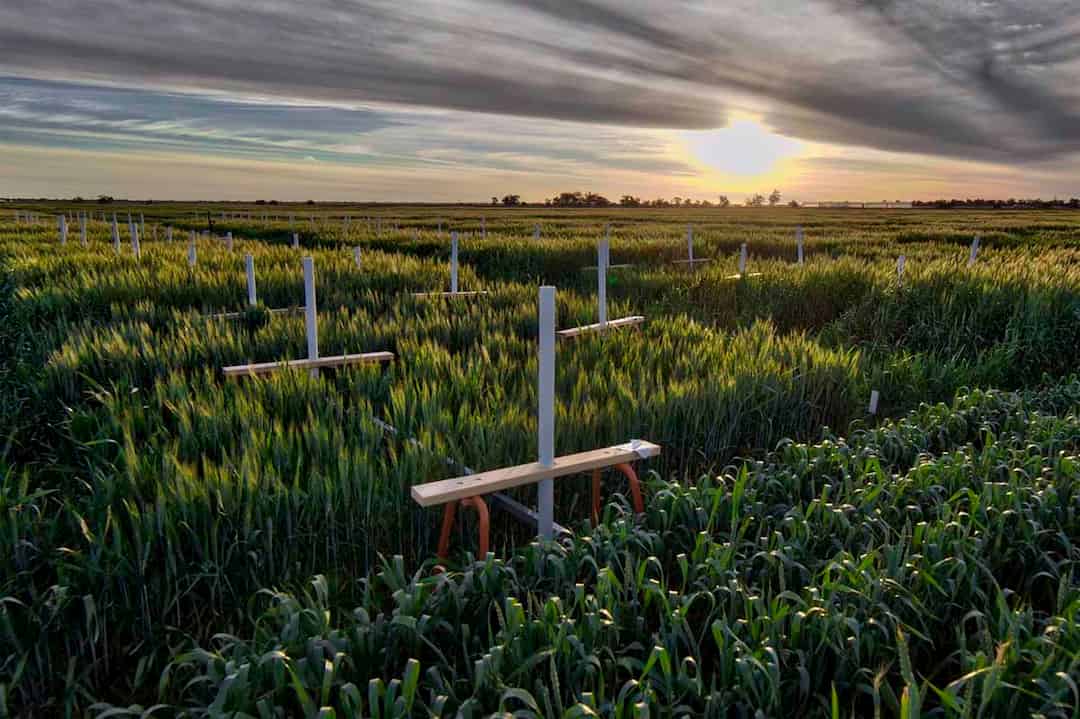 Optimización de las distribuciones de recursos fotosintéticos para mejorar el rendimiento del trigo