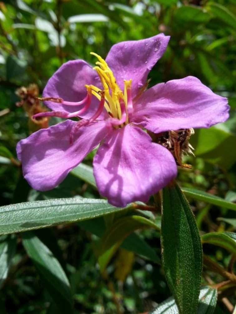 Respuestas de crecimiento contrastantes de las poblaciones de Melastoma malabathricum a la adición de aluminio