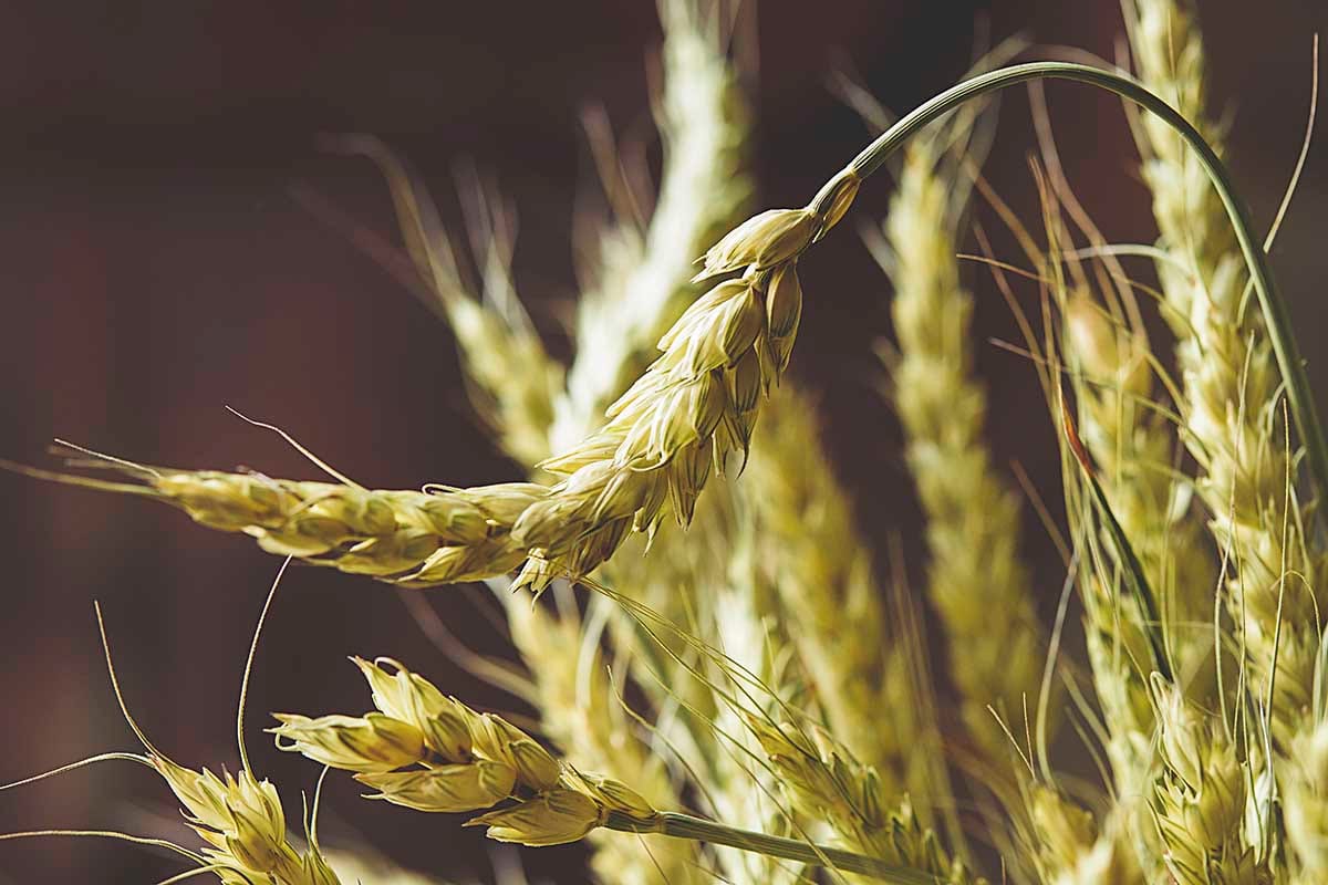 Protéomique des caractères liés au rendement en grain chez le blé