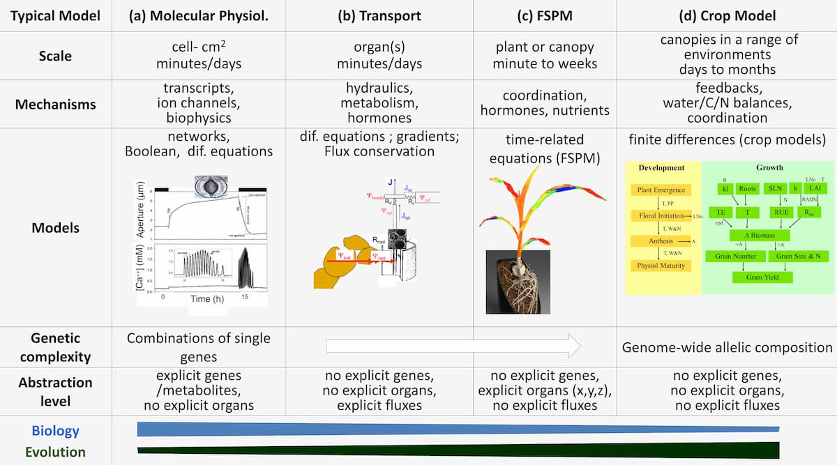 Le rôle des stratégies adaptatives dans la modélisation des plantes