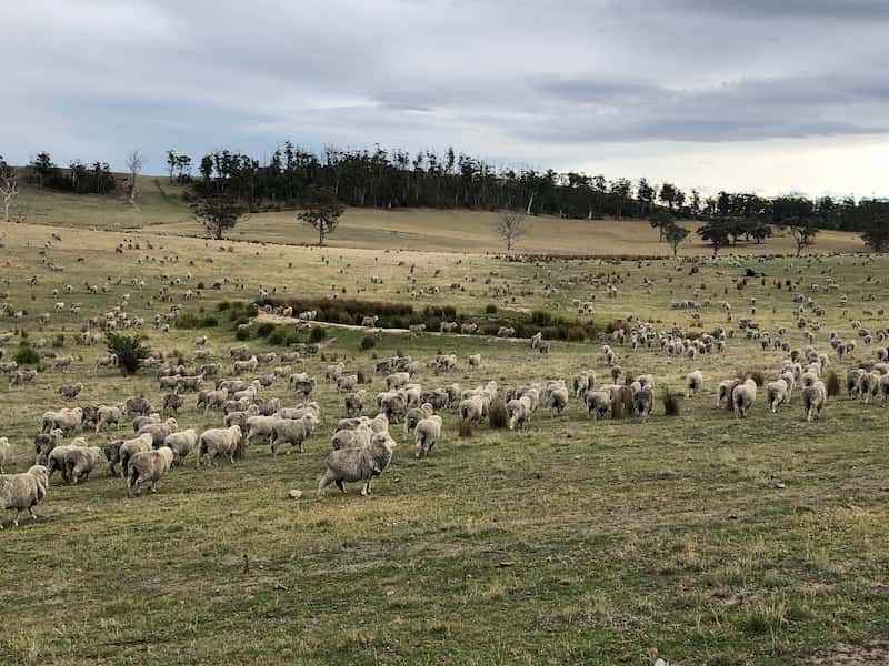 Cuantificación de la cobertura del suelo y la composición botánica de los pastos para la gestión sostenible del pastoreo