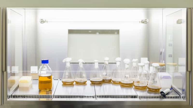 Carreteras fúngicas para bacterias solubilizadoras de P