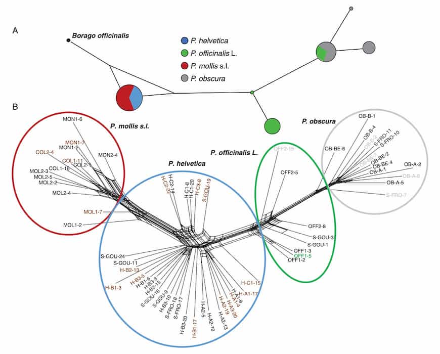 Les modifications chromosomiques sont plus importantes que la différenciation de niche chez un hybride Pulmonaria
