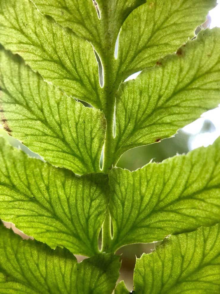 Coordinación estacional de la hidráulica foliar y el intercambio de gases en un helecho gaulteria