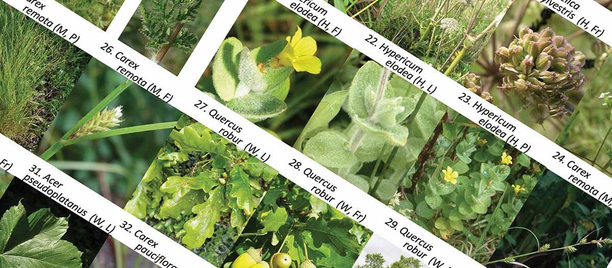 What plant is that? Testing out automated plant identification apps