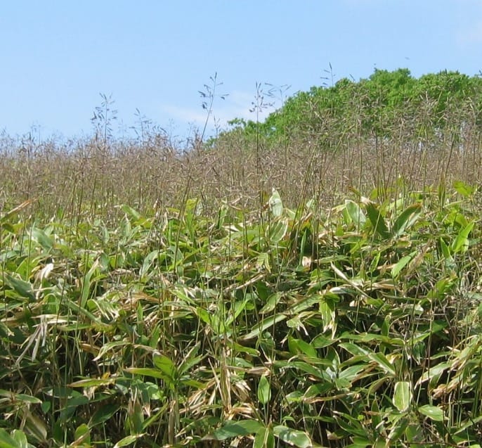 Formación de sistemas de ramificación en bambú de hoja ancha