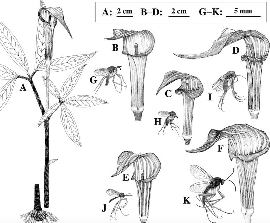 Trampas entre los mosquitos de los hongos y las jarras de plantas