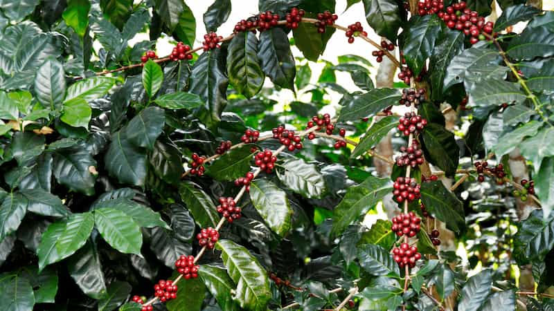 Coffee and the Leaf Economics Spectrum: size matters