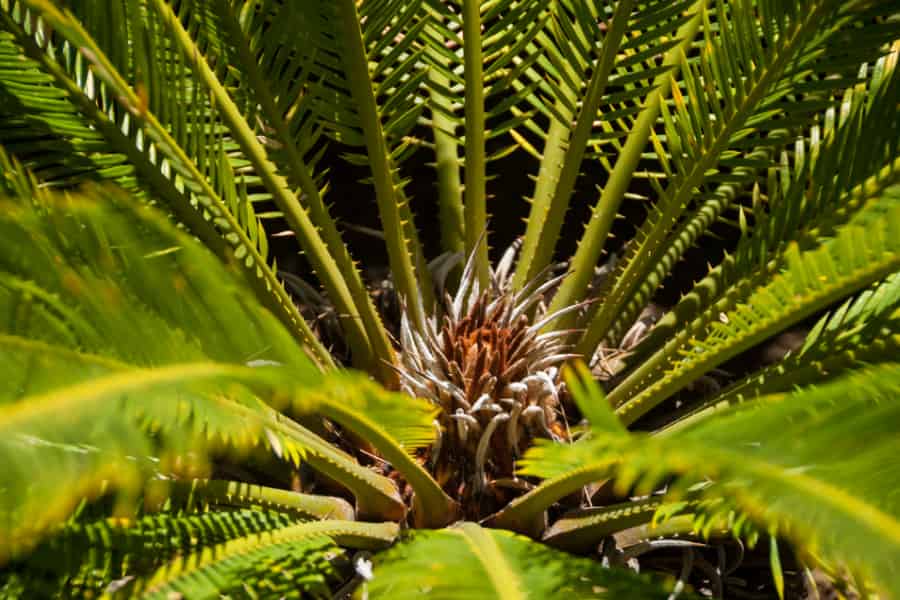 Population genetics may unlock the origins of living cycad specimens