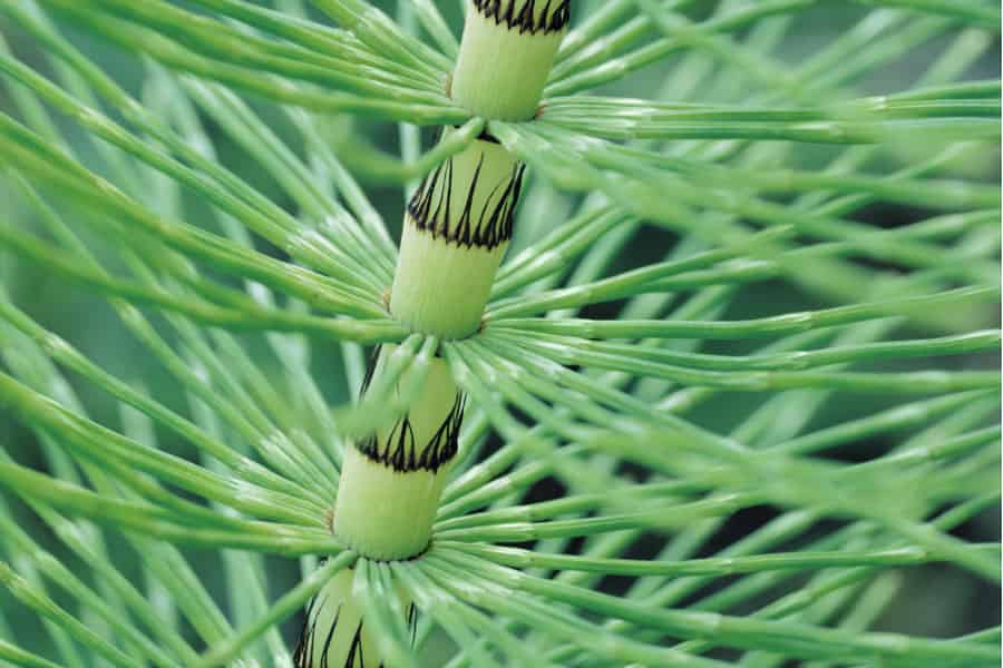 New Equisetum phylogeny provides insight into an ancient lineage