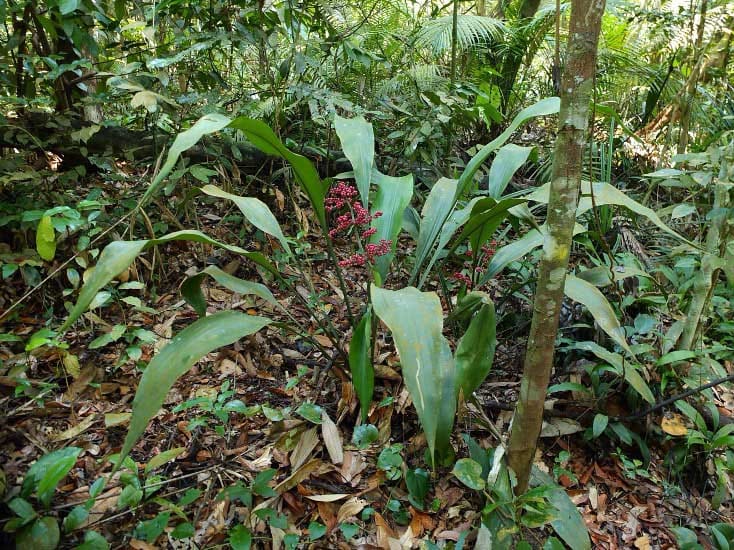 Las poblaciones clonales de hembras dominan el género de hierbas tropicales, Hanguana