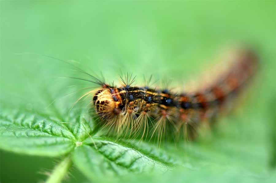 Relier l'azote du sol et l'herbivorie de la spongieuse dans une forêt de chênes aux États-Unis