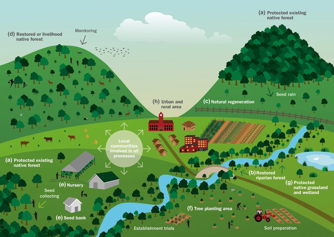 The Rules of Reforestation