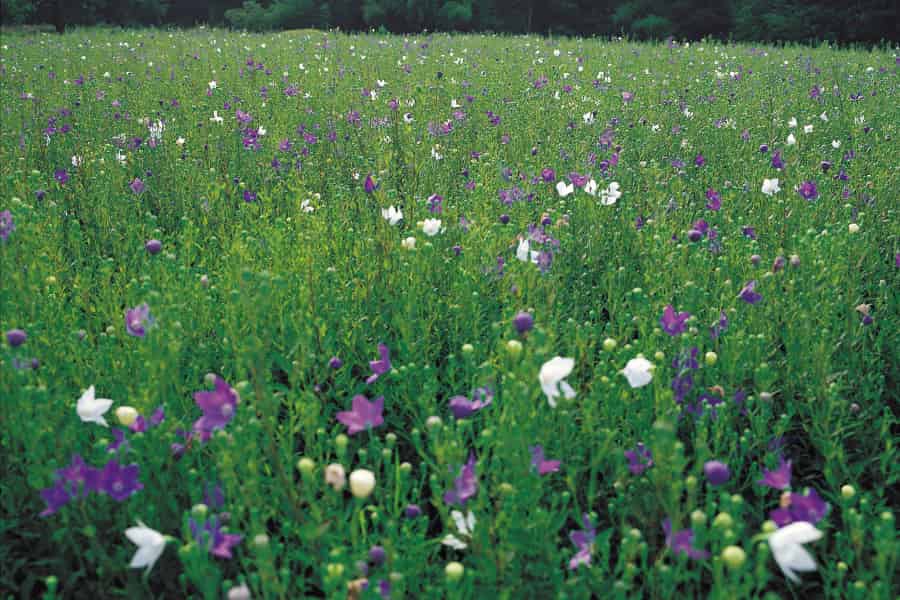 “Mythical” Jurassic angiosperms perhaps not so mythical