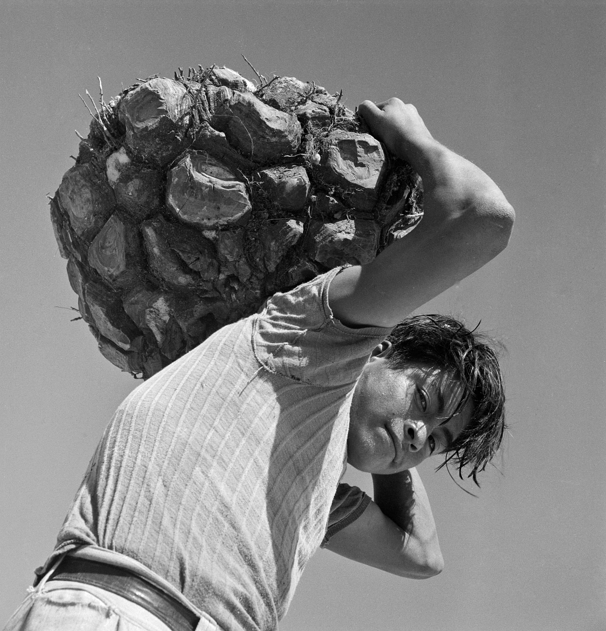 Comment une plante oubliée des forêts tropicales du Mexique a révolutionné la vie des femmes