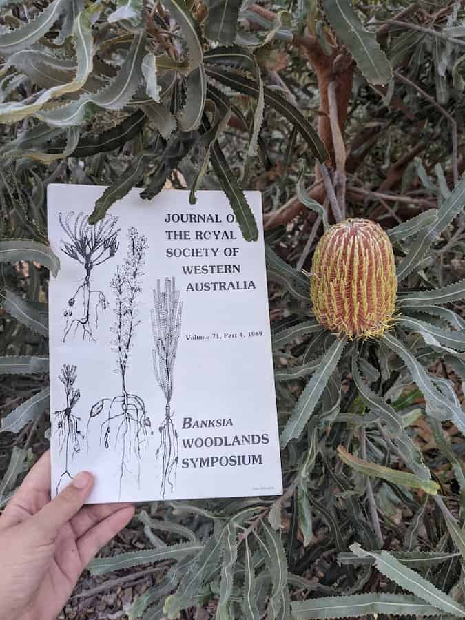 Naturaleza en la ciudad: ¿cómo proteger los bosques de Banksia de Perth?