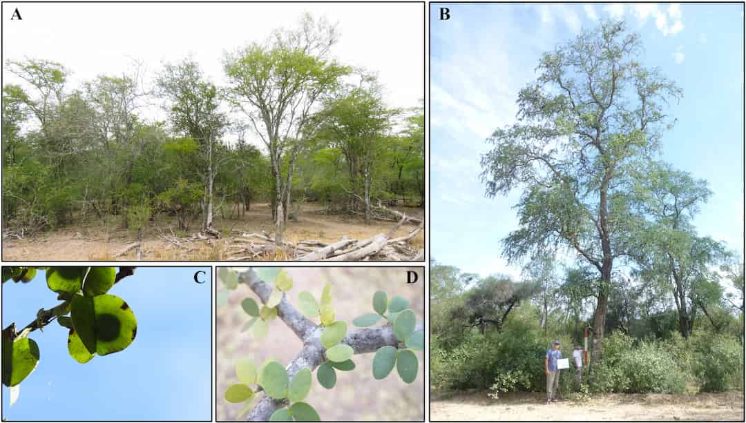 Ángulo histórico importante en los enfoques centro-periferia para el desempeño de las especies