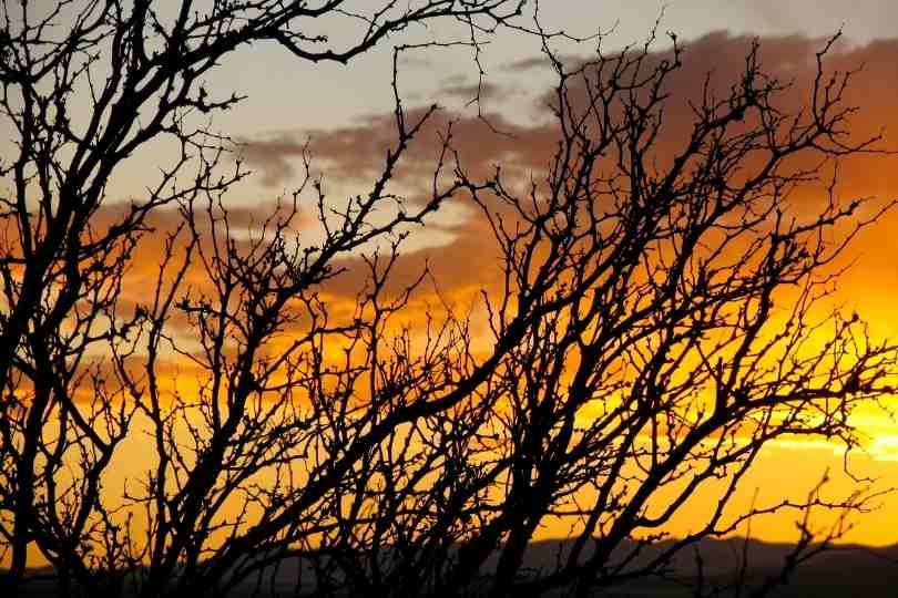 A hybridisation headache hinders control of invasive Prosopis species