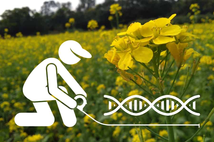 La saisonnalité et la production de glucosinolates sont des facteurs importants de la taille du génome dans un clade de moutardes