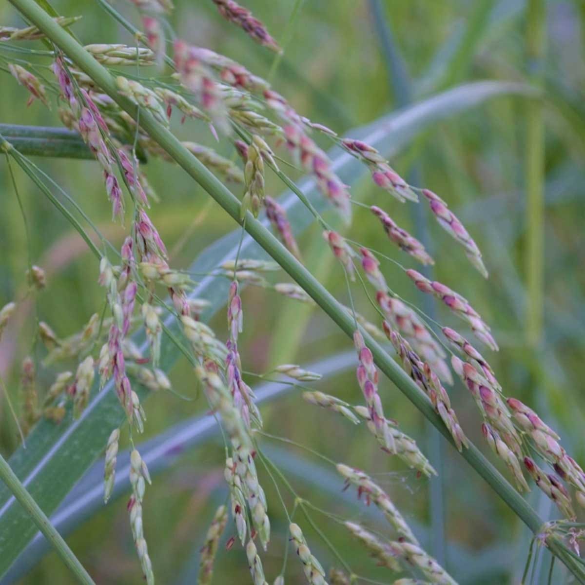 Impacts de l'utilisation des terres sur les réponses au stress d'une graminée envahissante