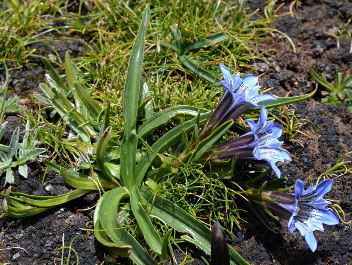 Gentiana hoae, une nouvelle espèce alpine sur le plateau Qinghai-Tibétain