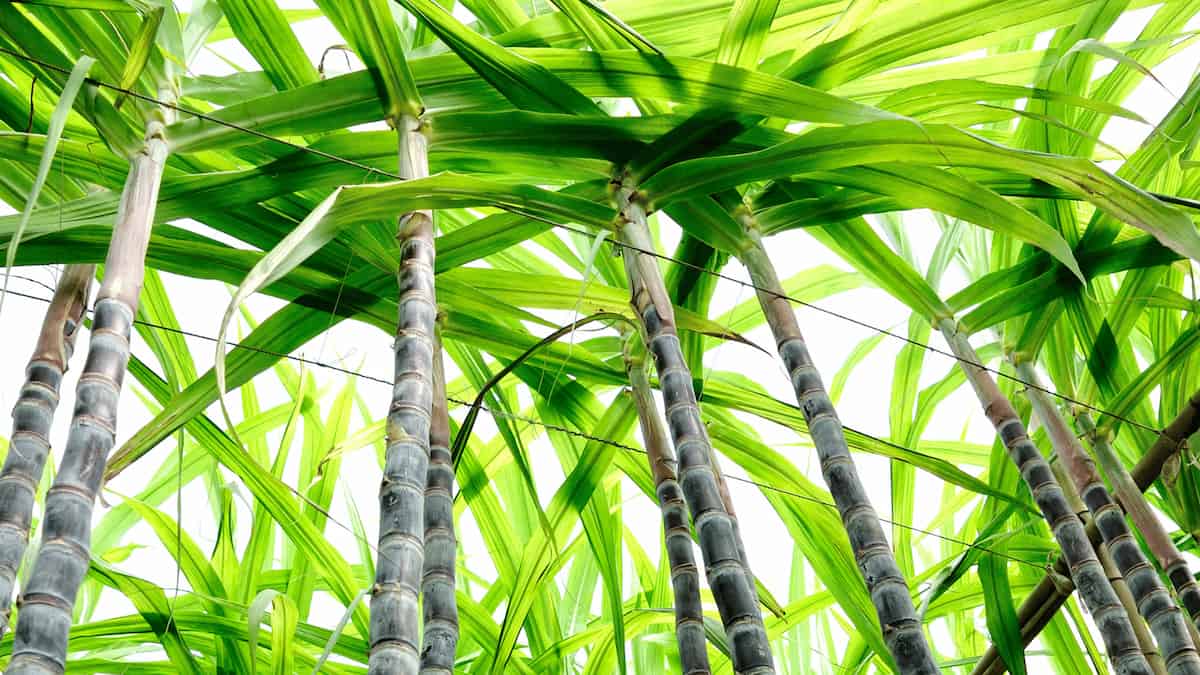 Una dulce historia: las cañas de azúcar modernas se originan a partir de tres genomas ancestrales