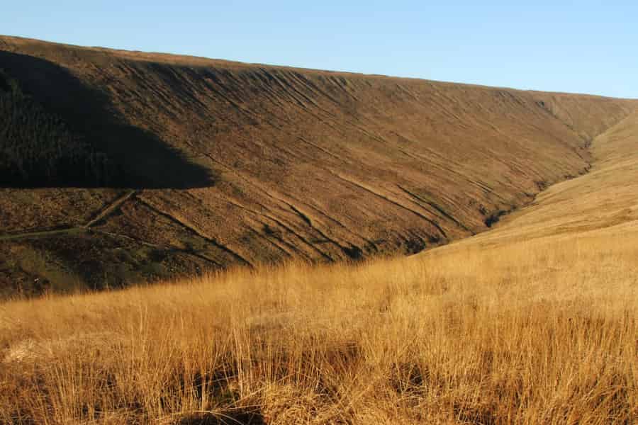 Stomatal traits do not determine species range via abiotic stress tolerance in Pooideae