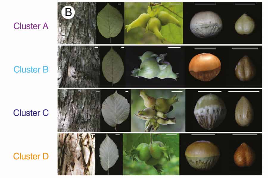 Species delimitation and hybridization history of a hazel species complex