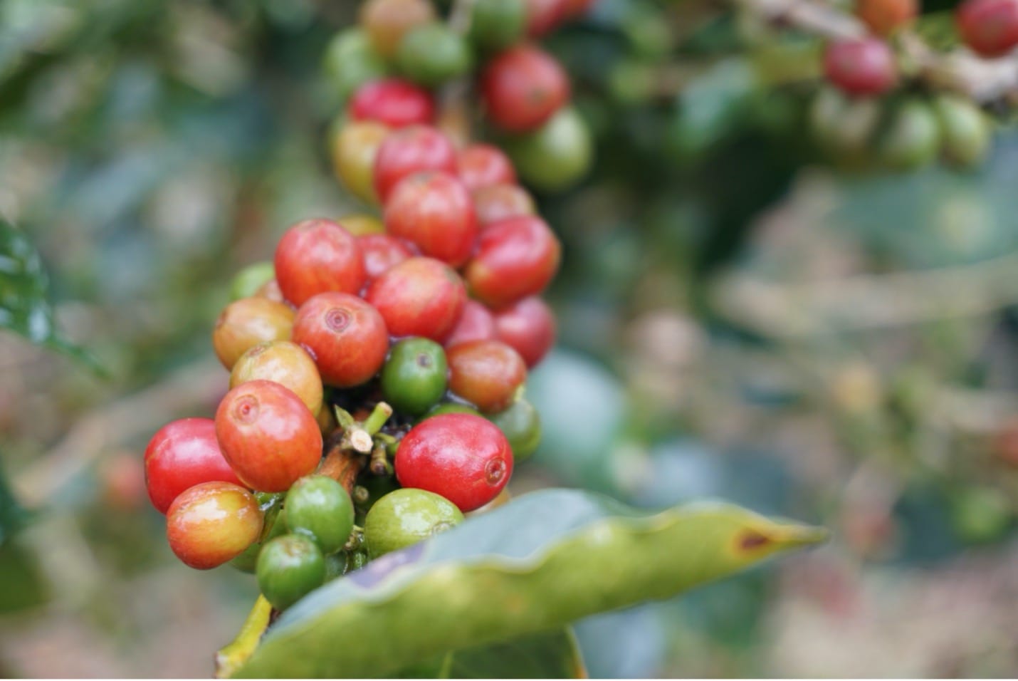 Les cultivars de café hybrides peuvent améliorer la résilience de l'agroécosystème au changement climatique