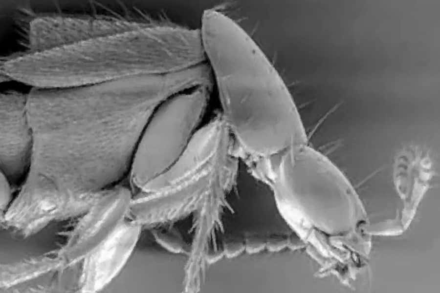 Trapping pollinators with hot and smelly flowers: different strategies for different insects!