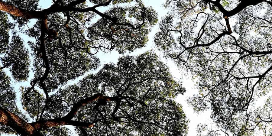 Las copas de los árboles evitan colisionar en 3D
