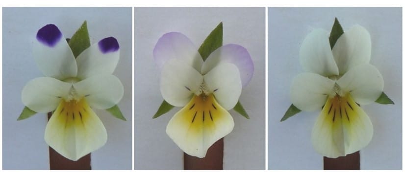 How will plants cope with fewer pollinators?