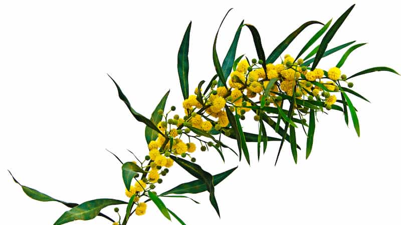 The way humans introduced Australian acacias led to the rise of the worst invasive trees