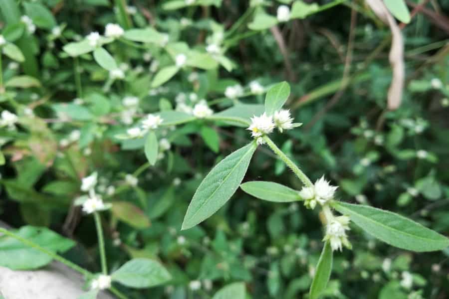 Un réchauffement climatique modifiera les réponses des plantes aux herbivores de différentes manières