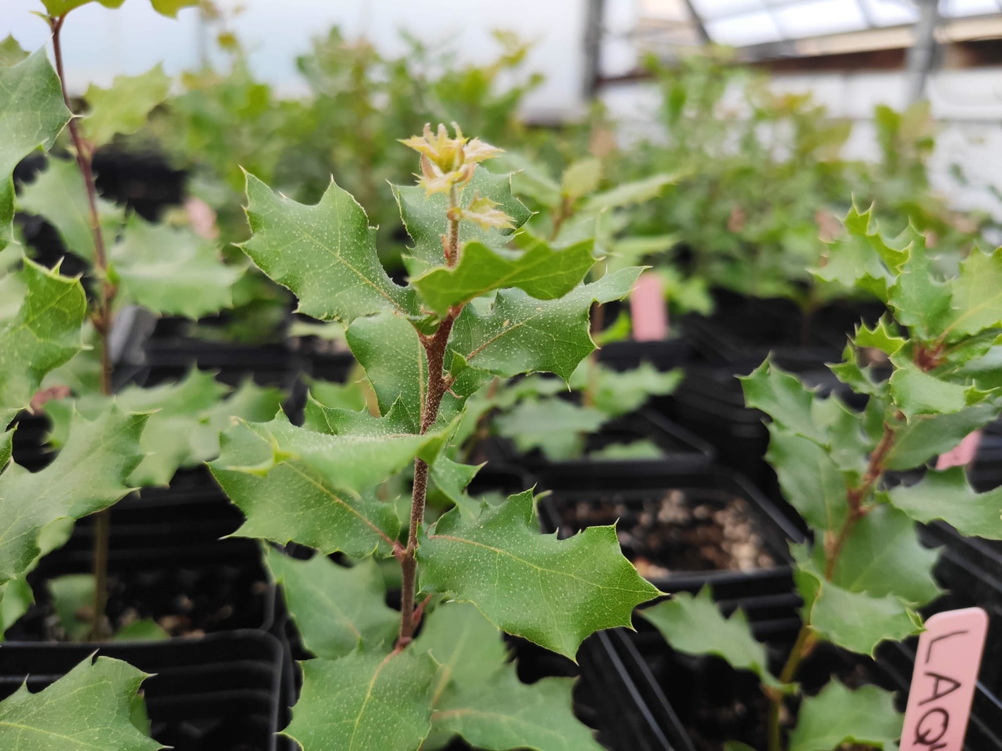 Protecting oaks doing conservation genetics with an open heart