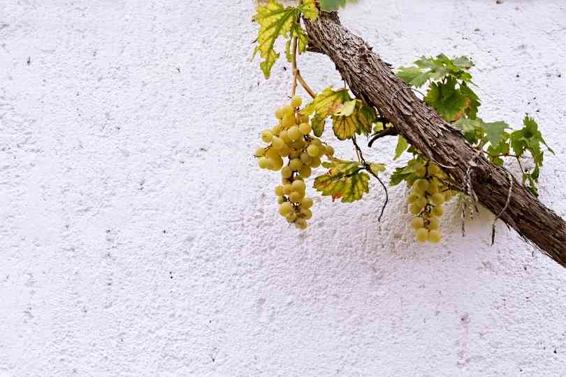 Comprender los vínculos entre la anatomía del xilema y la calidad de la fruta de la vid