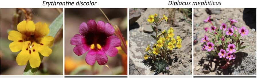 Pink monkeyflowers are a sign of local adaptation