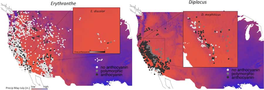 Two distribution maps with an overlay of the rainfall on the western half of the United States.