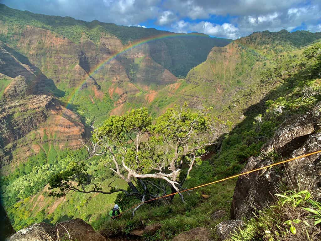 Fascination of Plants and Drones